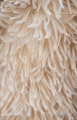 The fur of a dog is shown in close up