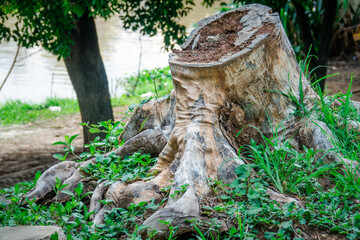 A large tree stump with a hole in the middle