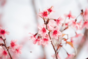 A close up of a pink flower with a red center