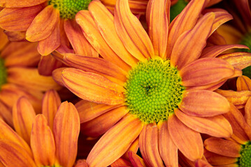 A close up of a bunch of orange flowers with green centers