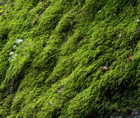 Background of green moss on the wall