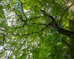 Bottom-up view of a tree crowns of mountains forest