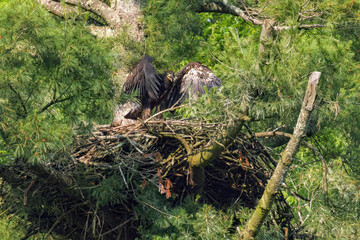 Bald Eagles