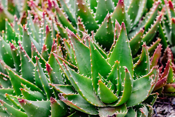 A closeup of Aloe Vera succulent plants with spiky green leaves in a vibrant tropical setting