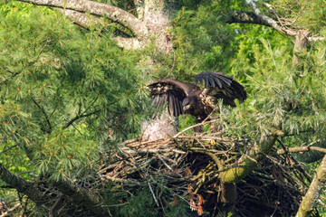 Bald Eagles