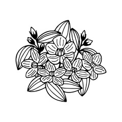 Exakum bouquet of flowers. Vector stock illustration eps10. Isolate on a white background, outline. Hand drawing. Adobe Illustrator Artwork