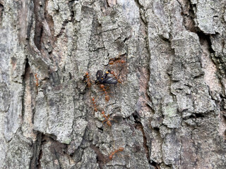 bark of a tree