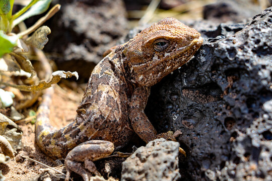 Leusaurio belli, lagartija captando energ&iacute;a del sol