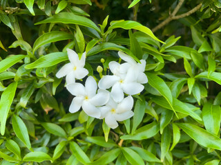 white flowers in the garden
