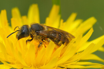 Close up on a female of the European Great banded furrow bee, Halictus scabiosae in a yellow flower