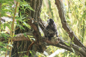 Emperor Tamarin