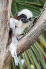 Cotton top tamarin
