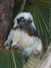 Cotton top tamarin