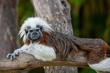 Cotton top tamarin