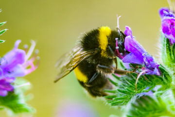 A furry bumblebee sits on a flower