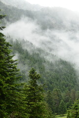 forêt avec de la brume au sentier de Péguère dans la vallée du Rioumajou