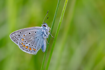 Common Blue butterfly - Polyommatus icarus, beautiful colored buttefly from European meadows and grasslands, Havraniky, Czech Republic.