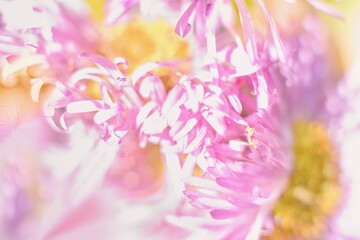 Abstract floral background, flower close up, pastel colors