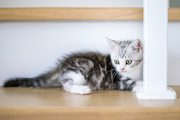 Cute cat sleeping on the stairs, Cute young silver tabby Scottish Fold cat