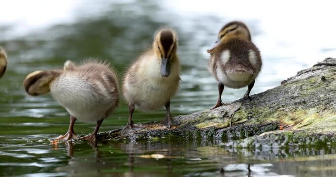 Three cute mallard ducklings preening after a late afternoon swim with Mom.