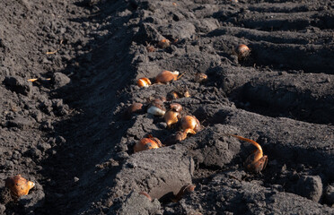 Waste, tulip bulbs left behind on a field between tire tracks after harvest