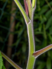 Young sumac tree trunk up close