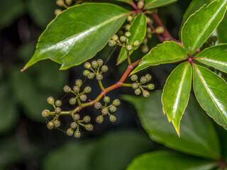 Closeup of Virginia creeper leaves with fruits