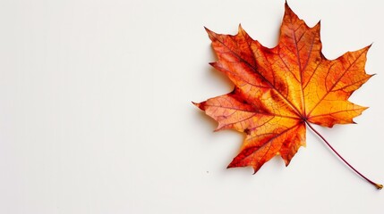 A Single Red Maple Leaf on a White Background