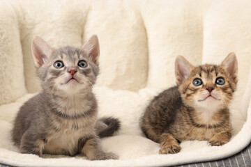 Cute fluffy kittens on pet bed. Baby animals