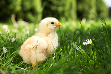 Cute chick on green grass outdoors, closeup. Space for text