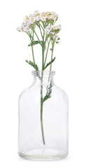 Yarrow flowers in glass bottle isolated on white
