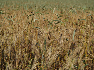 Fragment of a field of ripening wheat