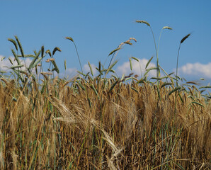 Ears of wheat against a blue sky
