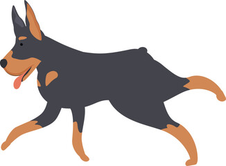 Doberman pinscher running happily with its tongue out