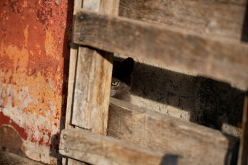 very cute kittens in a village of Salamanca, Montemayor del Rio