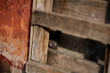 very cute kittens in a village of Salamanca, Montemayor del Rio