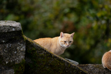 very cute kittens in a village of Salamanca, Montemayor del Rio