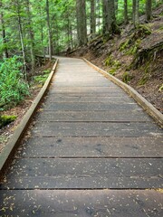 wooden path through forest