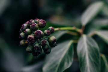 A close-up of green berries of  fatsia japonica with purple tops on a plant, with its surrounding leaves and a blurred background that highlights the intricate details of the fruits and foliage.