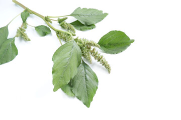 Sprigs of green quinoa with seeds on a white background.