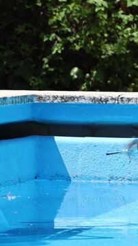 Lavandera blanca o pajarita de las nieves (Motacilla alba) vuela en la piscina para recojer un palo con insecto en Alcoy, Espa&ntilde;a