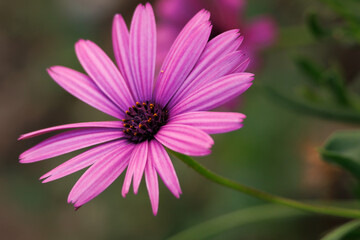 Obraz premium Margarita del cabo, Dimorphotheca ecklonis, con hermoso bokeh, Alcoy, España
