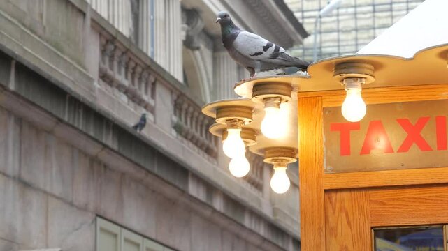 New York City, American Grand Central Terminal railway station building, 42 street. Manhattan Midtown. Yellow taxi kiosk, telephone call box with bulb lights on Pershing Square, NYC, USA. Pigeon bird.