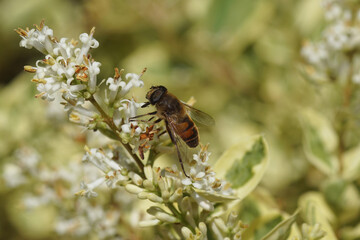 Male hoverfly, common drone fly Eristalis tenax, family Syrphidae on white flowers of Silver privet (Ligustrum ovalifolium 'Variegatum'), Family Oleaceae. Summer, June, Dutch garden