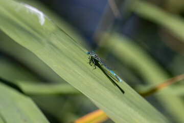 dragonfly on a green leaf