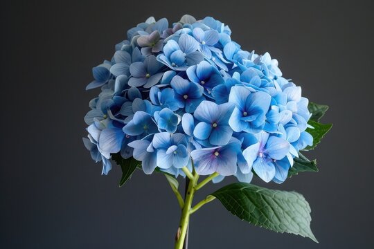 A single blue hydrangea, its clusters of small, vibrant blue flowers set against a charcoal backdrop. The image captures the lush fullness and subtle shades of the hydrangea.