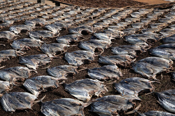 Tuna drying process on the coast of Sri Lanka