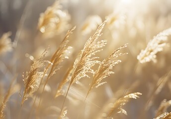 Fototapeta premium Golden Grass Blades Macro Photography