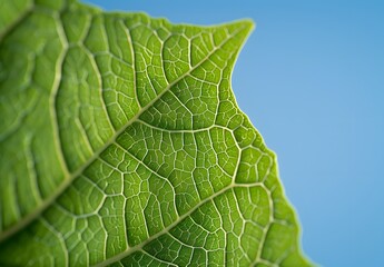 Obraz premium Close-up of Leaf Veins with Blue Sky