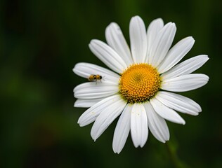Fototapeta premium Close-Up White Daisy Flower with Insects